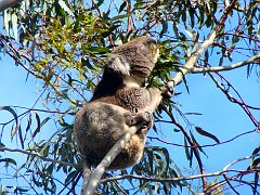 6433_Eating_eucalyptus_leaves