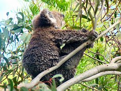 6437_Mama_Koala_and_baby