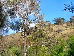6439_Mom_and_baby_up_a_tree