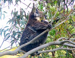 6451_Mama_Koala_and_baby