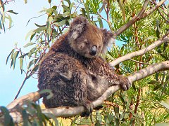 6462_Mama_Koala_and_baby