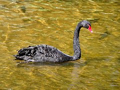 6472_Black_Swan