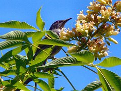 6474_Crescent_Honeyeater