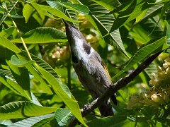 6476_Crescent_Honeyeater
