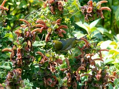 6488_White-eye