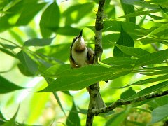 6499_Male_Eastern_Spinebill