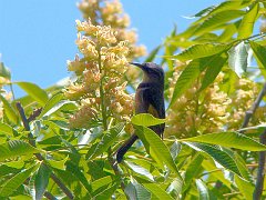 6501_Crescent_Honeyeater