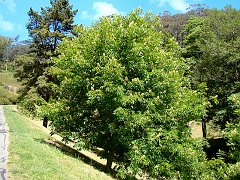 6504_Honeyeater_tree_Ohio_Buckeye