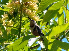 6512_Male_Eastern_Spinebill