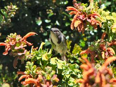 6516_Crescent_Honeyeater