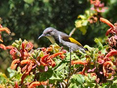 6518_The_definitive_Crescent_Honeyeater_shot