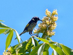 6520_New_Holland_Honeyeater