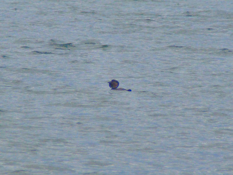 6546_Male_Musk_Duck.JPG