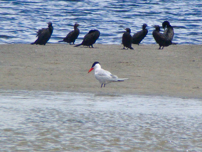 6556_Caspian_Tern.JPG