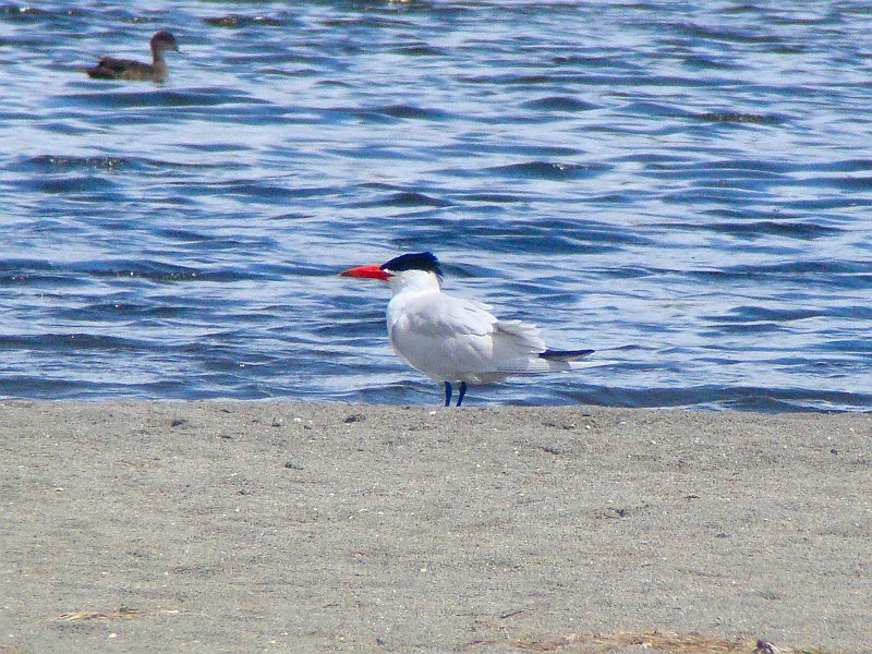 6563_Caspian_Tern.JPG