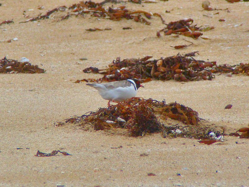 6580_Hooded_Plover.JPG
