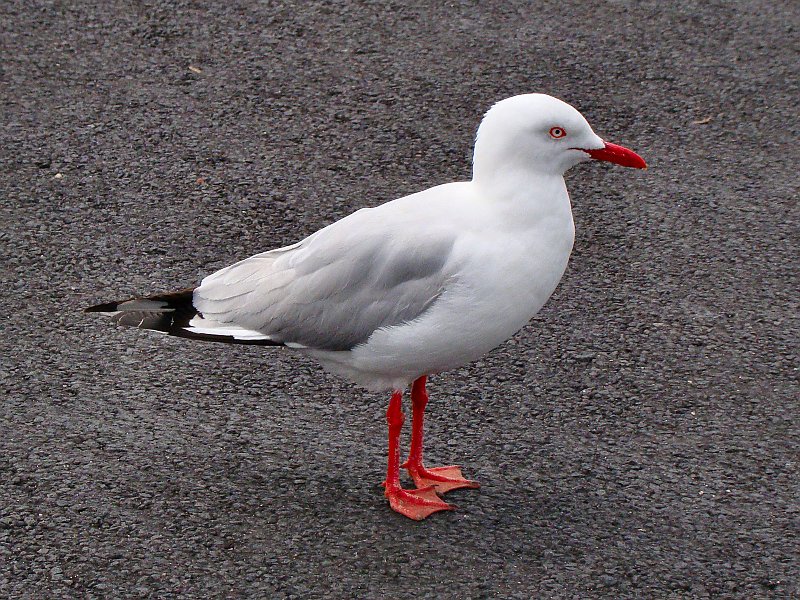6594_Silver_Gull_before.JPG