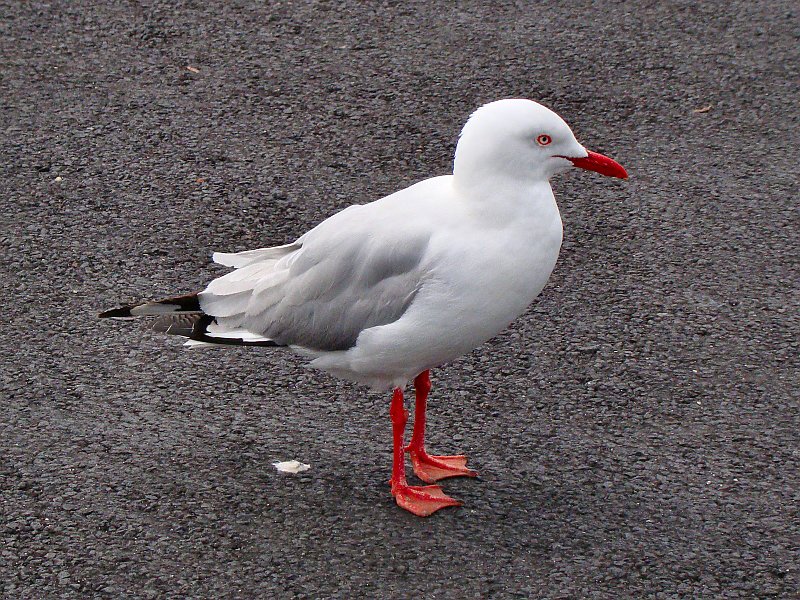 6595_Silver_Gull_after.JPG
