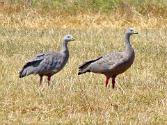 6526_Cape_Barren_Geese