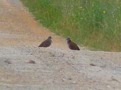 6536_Brush_Bronzewings