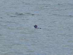 6546_Male_Musk_Duck