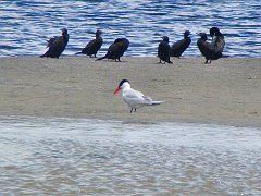 6556_Caspian_Tern