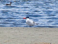 6563_Caspian_Tern
