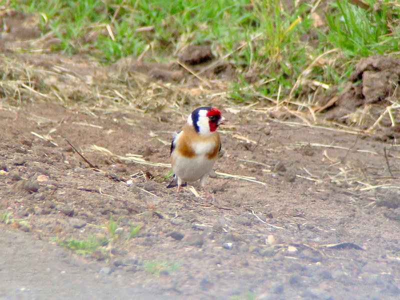 6602_European_Goldfinch.JPG