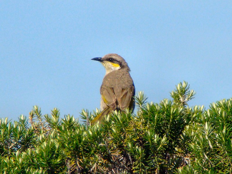 6669_Singing_Honeyeater.JPG