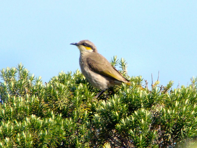 6672_Singing_Honeyeater.JPG
