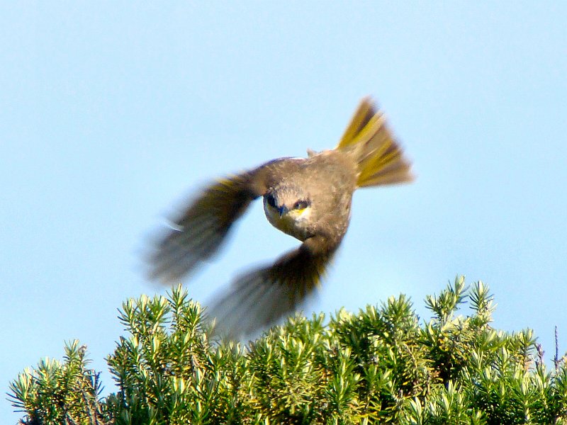 6673_Singing_Honeyeater_flying.JPG