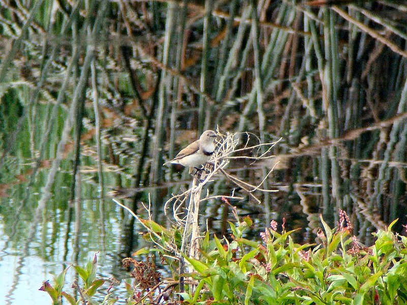 6689_Female_White-fronted_Chat.JPG