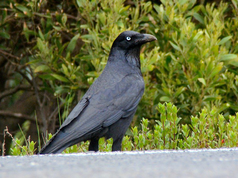 6732_Forest_Raven_I_think.JPG