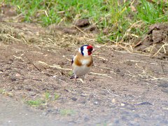 6602_European_Goldfinch