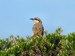 6669_Singing_Honeyeater