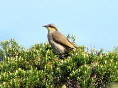 6672_Singing_Honeyeater