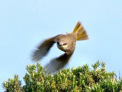 6673_Singing_Honeyeater_flying
