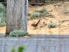 6678_Rufous_Bristlebird