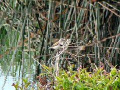 6689_Female_White-fronted_Chat