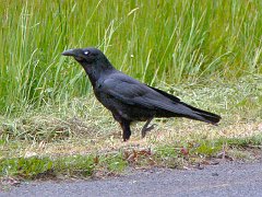 6719_Forest_Raven_I_think