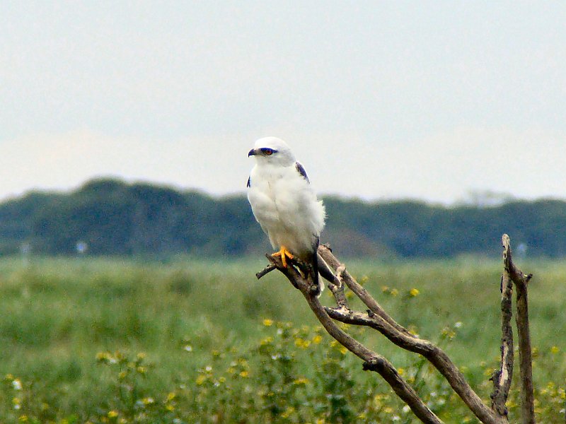 6745_Black-shouldered_Kite.JPG