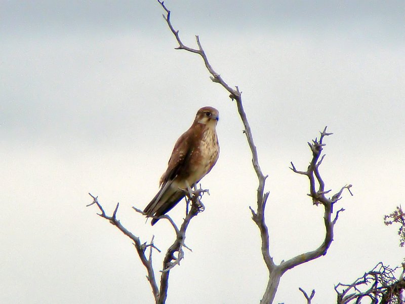 6797_Brown_Falcon.JPG