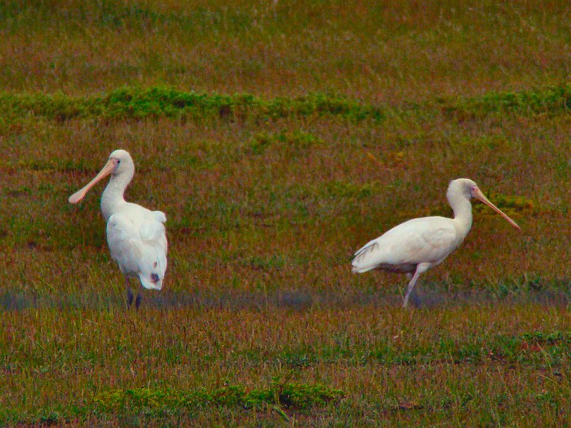 6806_Yellow-billed_Spoonbills.JPG