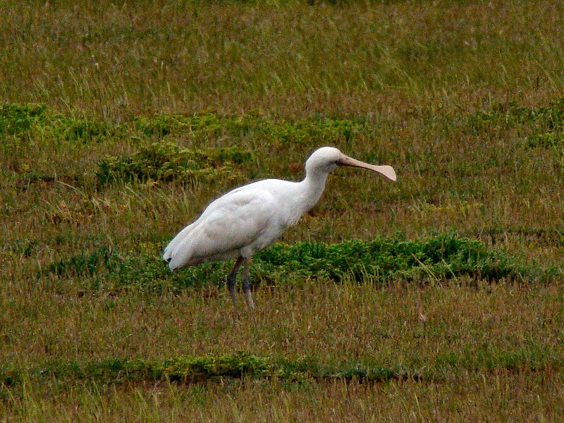 6809_Yellow-billed_Spoonbill.JPG