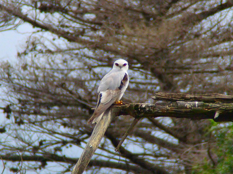 6813_Black-shouldered_Kite.JPG