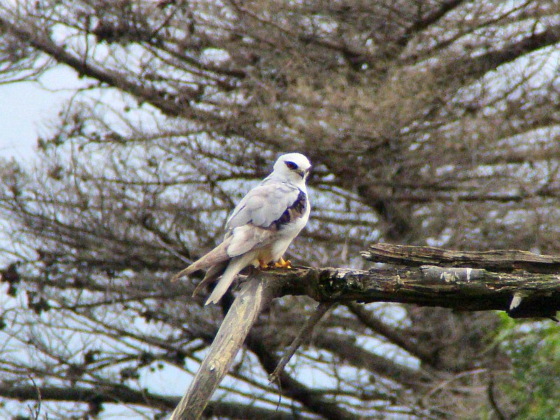 6817_Black-shouldered_Kite.JPG