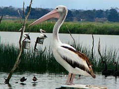 6741_Australian_Pelican