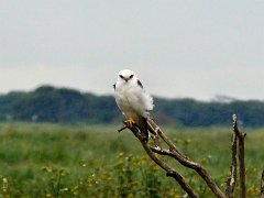 6748_Black-shouldered_Kite
