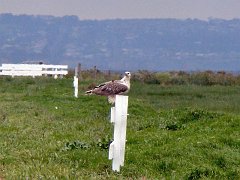 6759_White-bellied_Sea-Eagle