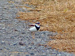 6764_Black-fronted_Dotterel